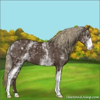 Horse Color:White Spotted Liver Chestnut