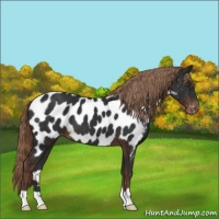 Horse Color:Liver Chestnut Appaloosa 