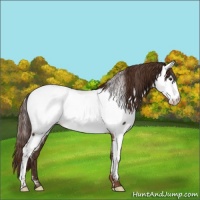 Horse Color:Liver Chestnut Appaloosa