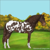 Horse Color:Liver Chestnut Appaloosa