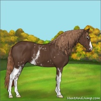 Horse Color:White Spotted Liver Chestnut 