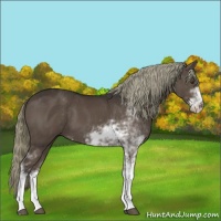 Horse Color:Liver Chestnut Sabino 