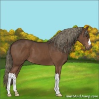 Horse Color:Liver Chestnut 