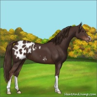 Horse Color:Liver Chestnut Appaloosa