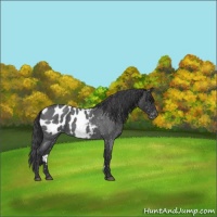 Horse Color:Blue Roan Appaloosa 