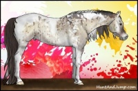Horse Color:Liver Red Dun Onyx Tobiano