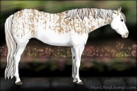 Horse Color:Red Dun Splash and Red Dun Splash Appaloosa