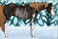 Horse Color:Midnight Liver Chestnut Ice Sabino Rabicano
