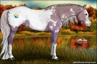 Horse Color:White Spotted Silver Grullo Roan Splash Appaloosa 
