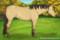 Horse Color:Buckskin Roan Dun Rabicano Brindle