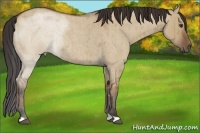 Horse Color:Bay Roan Dun Rabicano Brindle 