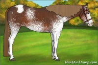 Horse Color:White Spotted Liver Chestnut Appaloosa Rabicano 