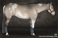 Horse Color:White Spotted Brown Dun 