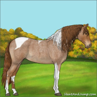 Horse Color:Red Roan Tobiano 