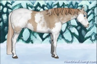 Horse Color:White Spotted Liver Red Dun Sabino Splash Varnish 