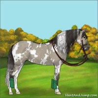 Horse Color:White Spotted Smoky Grullo 
