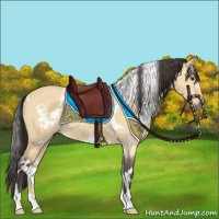 Horse Color:White Spotted Buckskin Dun 