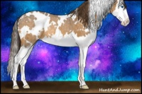 Horse Color:White Spotted Buckskin Splash Appaloosa 