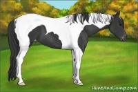 Horse Color:Black Tobiano Appaloosa 