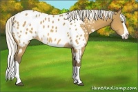 Horse Color:Silver Buckskin Splash Appaloosa 