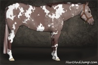 Horse Color:White Spotted Chocolate Grullo 