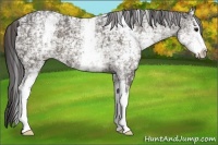 Horse Color:White Spotted Smoky Black Ice 