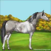 Horse Color:White Spotted Grullo Rabicano 
