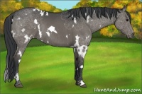 Horse Color:White Spotted Grullo Rabicano 