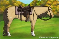 Horse Color:Buckskin Dun 