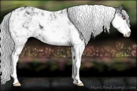 Horse Color:Silver Black Chinchilla Sabino