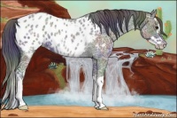 Horse Color:Nacre Black Ice Splash Appaloosa 