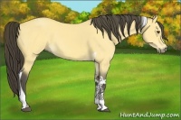 Horse Color:Buckskin Dun Tobiano