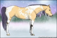 Horse Color:Painted Buckskin Tobiano