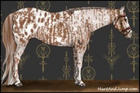 Horse Color:Chestnut Splash Frame Appaloosa and Chestnut Splash Frame Appaloosa Rabicano