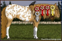 Horse Color:Chestnut Appaloosa