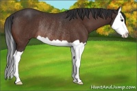 Horse Color:Brown Splash Rabicano