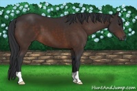 Horse Color:Brown 