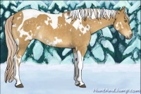Horse Color:White Spotted Palomino Tobiano Rabicano 