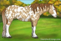Horse Color:Red Dun Splash Appaloosa 
