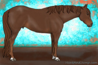 Horse Color:Gray Chestnut 