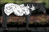 Horse Color:Black Appaloosa
