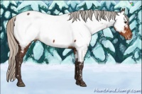 Horse Color:Silver Brown Near Fewspot 