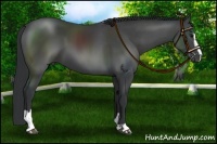 Horse Color:Black Sabino