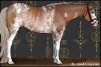 Horse Color:White Spotted Chocolate Silver Brown Rabicano 