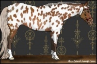 Horse Color:Silver Bay Near Leopard 