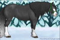 Horse Color:Blue Roan Sabino Splash Varnish 