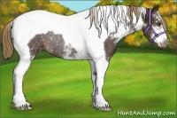 Horse Color:Liver Chestnut Sabino Tobiano Appaloosa Rabicano