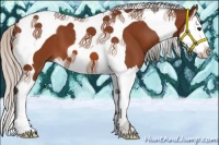 Horse Color:Silver Bay Splash Tobiano