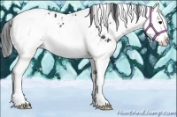 Horse Color:Black Sabino Splash Appaloosa