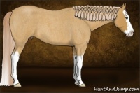 Horse Color:Palomino Roan Splash